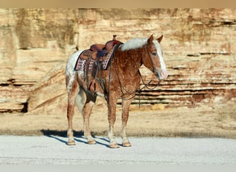 Curly horse Mix, Gelding, 10 years, 16 hh, Sorrel