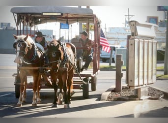 Curly horse Mix, Gelding, 11 years, 16 hh, Sorrel