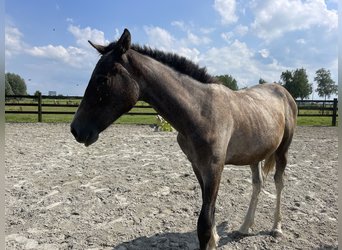 Curly horse, Gelding, 1 year, 14.1 hh, Brown Falb mold