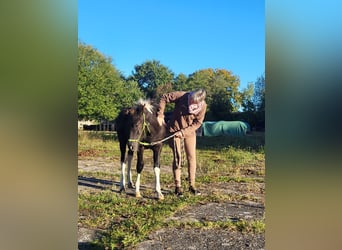 Curly horse, Gelding, 1 year, 14.2 hh, Tobiano-all-colors
