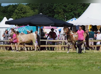 Curly horse, Gelding, 2 years, 13.3 hh, Dun Curly horse, Gelding, 2 years, 13.3 hh, Dun