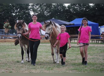 Curly horse, Gelding, 2 years, 13,3 hh, Dun