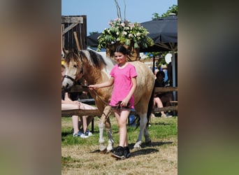 Curly horse, Gelding, 2 years, 13,3 hh, Dun