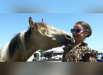 Curly horse, Gelding, 2 years, 13,3 hh, Dun