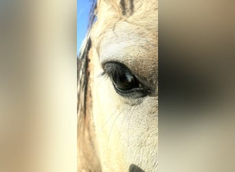 Curly horse, Gelding, 2 years, 13,3 hh, Dun
