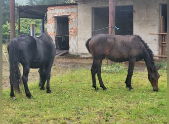 Curly horse, Gelding, 2 years, 14.2 hh, Bay-Dark
