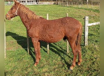 Curly horse, Gelding, 2 years, 14.3 hh, Sorrel
