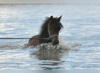 Curly horse Mix, Gelding, 3 years, 13.2 hh, Brown