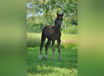 Curly horse Mix, Gelding, 3 years, 13.2 hh, Brown