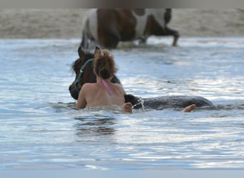 Curly horse Mix, Gelding, 3 years, 13.2 hh, Brown