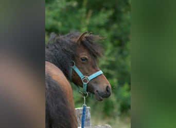 Curly horse Mix, Gelding, 3 years, 13.2 hh, Brown