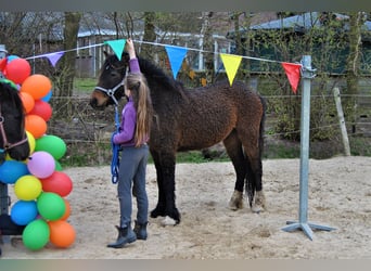 Curly horse Mix, Gelding, 3 years, 13.2 hh, Brown