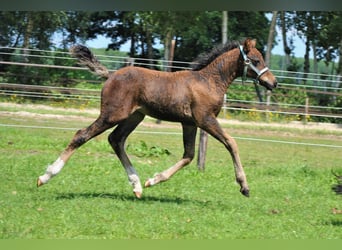 Curly horse Mix, Gelding, 3 years, 13.2 hh, Brown
