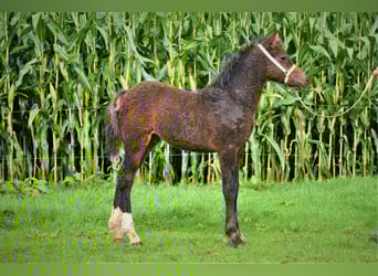 Curly horse Mix, Gelding, 3 years, 13.2 hh, Brown