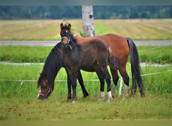 Curly horse Mix, Gelding, 3 years, 13.2 hh, Brown