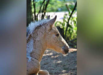 Curly horse, Gelding, 3 years, 13,3 hh, Dun