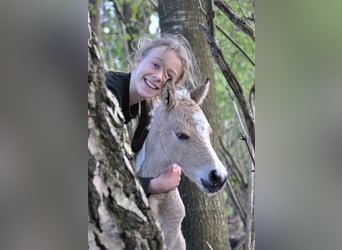 Curly horse, Gelding, 3 years, 13,3 hh