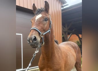 Curly horse, Gelding, 3 years, 14.2 hh, Brown