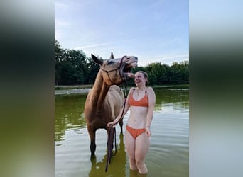 Curly horse, Gelding, 3 years, 14.3 hh, Buckskin