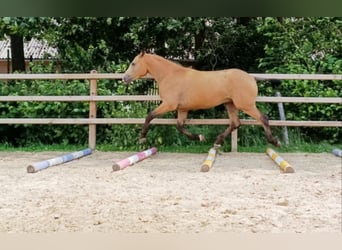 Curly horse, Gelding, 3 years, 14.3 hh, Buckskin