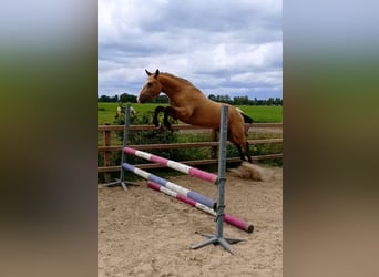 Curly horse, Gelding, 3 years, 14.3 hh, Buckskin