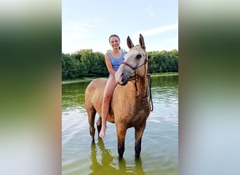 Curly horse, Gelding, 3 years, 14.3 hh, Dun