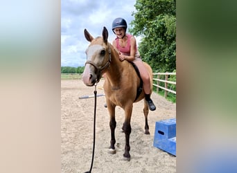 Curly horse, Gelding, 3 years, 14.3 hh, Dun