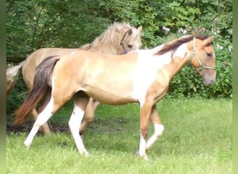 Curly horse, Gelding, 3 years, 14,1 hh, Pinto