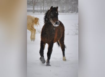 Curly horse, Gelding, 4 years, 13.2 hh, Brown