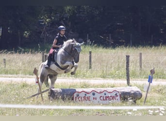 Curly horse, Gelding, 4 years, 13.2 hh, Pinto