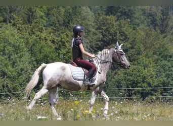 Curly horse, Gelding, 4 years, 13.2 hh, Pinto
