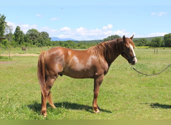 Curly Horse, Wallach, 4 Jahre, 14,3 hh, Fuchs