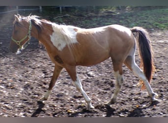 Curly horse, Gelding, 4 years, 14,1 hh, Pinto