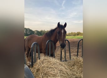 Curly horse, Gelding, 6 years, 14.2 hh