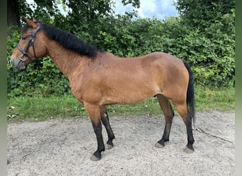 Curly horse, Gelding, 6 years, 15 hh, Brown