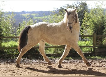 Curly horse, Gelding, 7 years, 15.2 hh, Buckskin