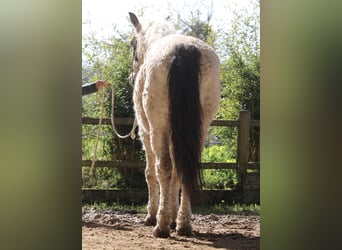 Curly horse, Gelding, 7 years, 15.2 hh, Buckskin
