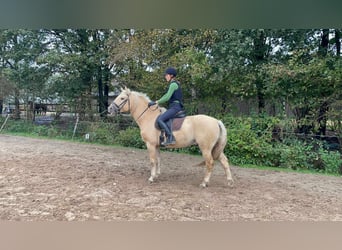 Curly horse, Gelding, 8 years, 14.2 hh, Dunalino