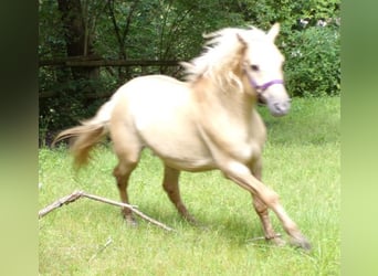 Curly horse, Gelding, 8 years, 14.2 hh, Dunalino