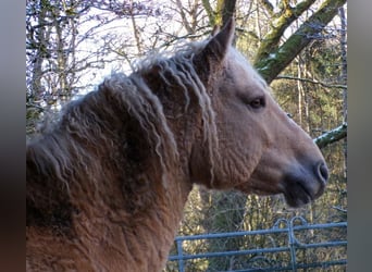 Curly horse, Gelding, 8 years, 14.2 hh, Dunalino