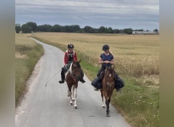 Curly horse, Gelding, 8 years, 14 hh, Bay