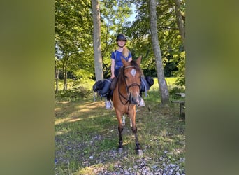 Curly horse, Gelding, 8 years, 14 hh, Bay