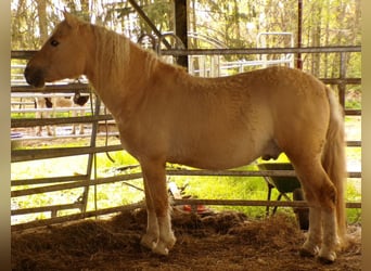 Curly horse, Gelding, 8 years, 14,2 hh, Dunalino