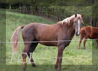 Curly Horse, Hengst, 10 Jaar, 152 cm, Donkere-vos