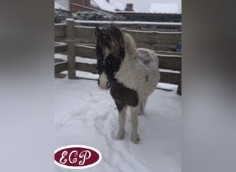 Curly Horse, Hengst, 1 Jaar, 110 cm, Tobiano-alle-kleuren