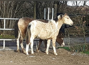 Curly Horse, Hengst, 1 Jaar, 130 cm, Falbe