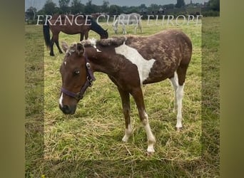 Curly Horse, Hengst, 1 Jaar, 138 cm