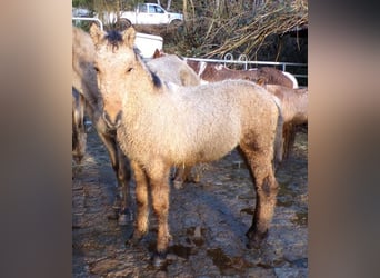 Curly Horse, Hengst, 1 Jaar, 145 cm, Buckskin