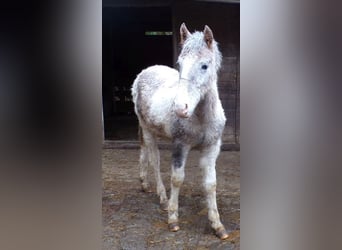 Curly Horse Mix, Hengst, 1 Jaar, 148 cm, kan schimmel zijn