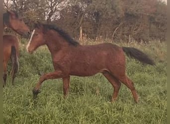 Curly Horse, Hengst, 1 Jaar, 149 cm, Brauner